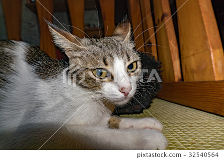 curious cat hiding under the bed 32540564