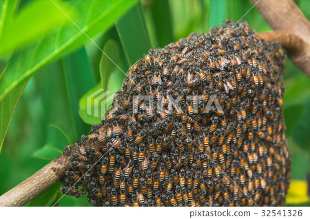 Close up of the working bees with honey cells Close up of the working bees with honey cells 32541326