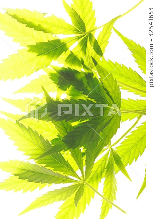 Cannabis leaf green leaves marijuana Cannabis leaf green leaves marijuana 32541653
