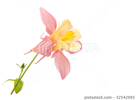 aquilegia flower isolated 32542093