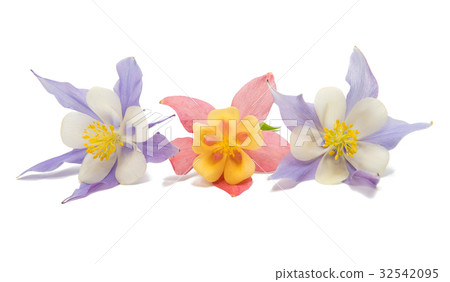 aquilegia flower isolated 32542095
