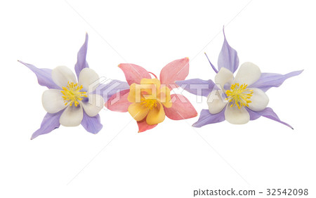 aquilegia flower isolated 32542098
