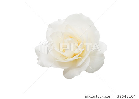 White rose isolated 32542104