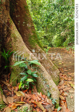 Buttress tree roots in rainforest Buttress tree roots in rainforest 32542453