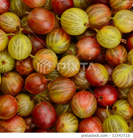 Top view of green and red gooseberry fruit. 32542518