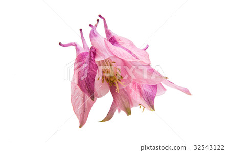 aquilegia flower isolated aquilegia flower isolated 32543122