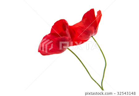 Beautiful red poppy isolated 32543148