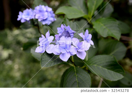 Gaku hydrangea  Gaku hydrangea 32543278