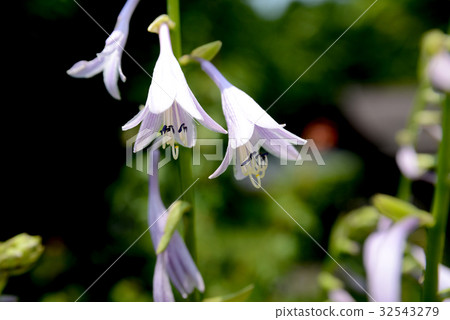 玉簪 玉簪 32543279