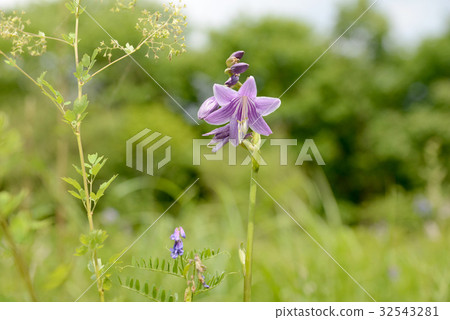 玉簪 玉簪 32543281