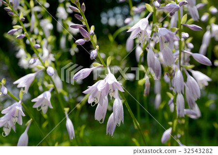 玉簪 玉簪 32543282