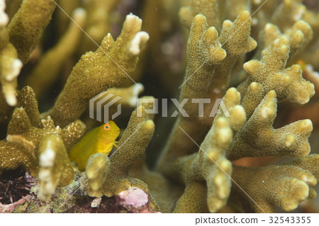 Young fish of Indian frog 32543355