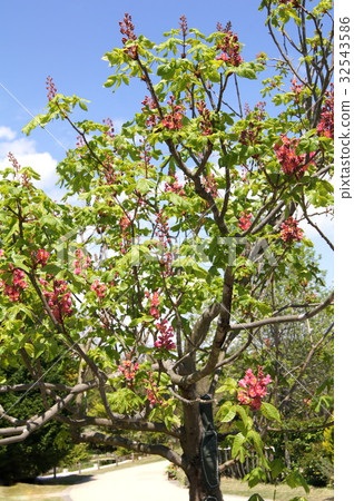 Safflower chestnut 32543586