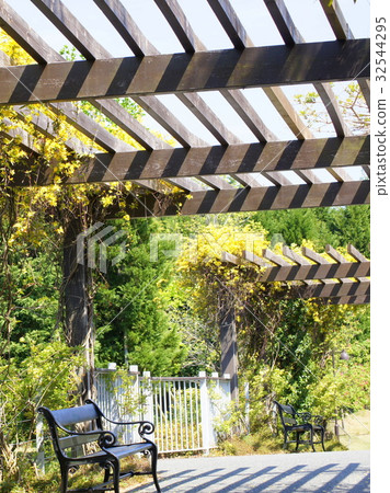 Carolinas Jasmine 32544295