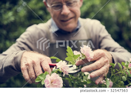 Rose Environmental Gardening Leisure Growth 32547563