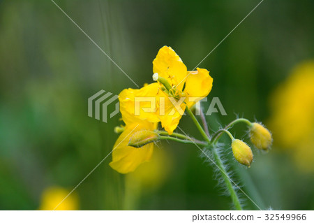 Yellow flower of Xasanow 32549966