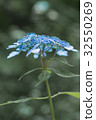 藍繡球 32550269