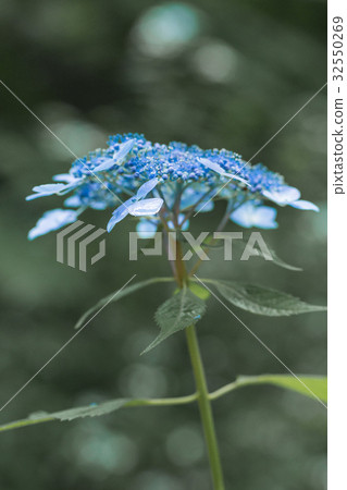 藍繡球 32550269