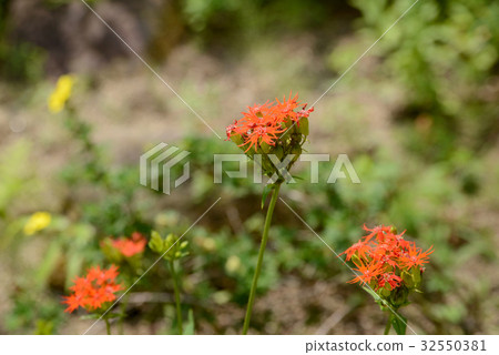 Embisonen Embisonen 32550381