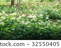 白色繡球花 32550405