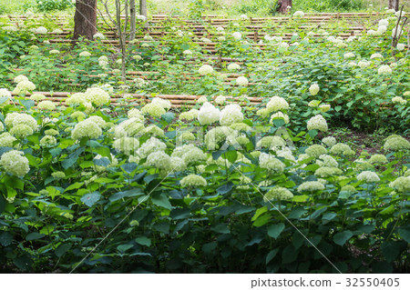 白色繡球花 32550405