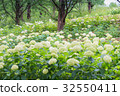 白色繡球花 32550411
