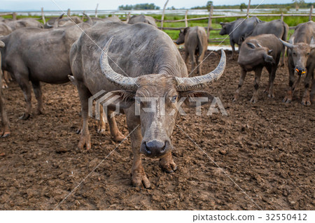 Sea Buffaloes Sea Buffaloes 32550412