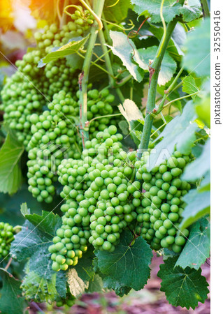 Close up young green grape in champagne vineyards Close up young green grape in champagne vineyards 32550416
