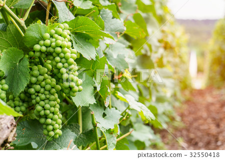 Close up young green grape in champagne vineyards Close up young green grape in champagne vineyards 32550418