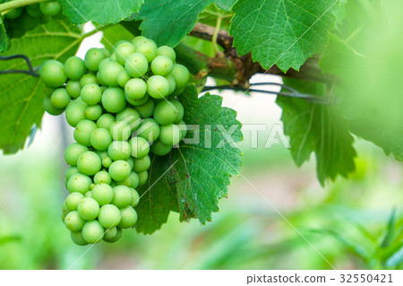 Close up young green grape in champagne vineyards  32550421