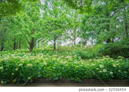 白色繡球花 32550454