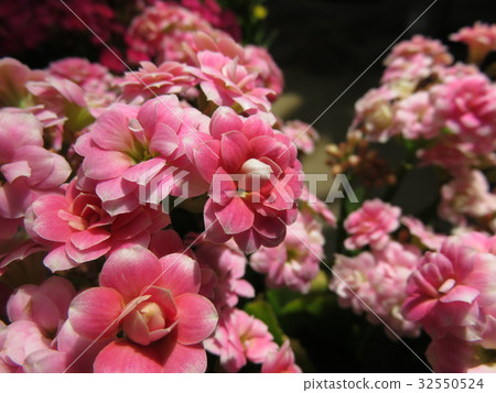 Kalanchoe 32550524