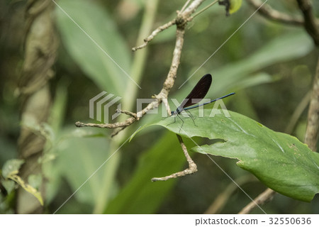 豆娘 豆娘 32550636