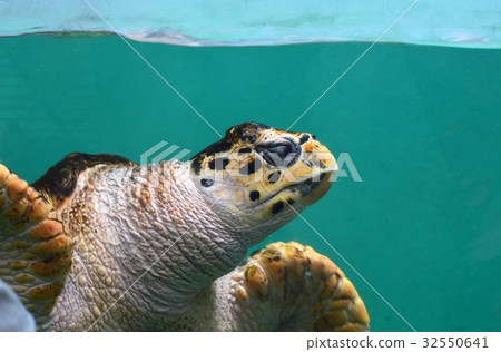 Sea turtle 32550641