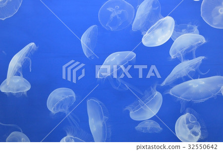 jellyfish  32550642
