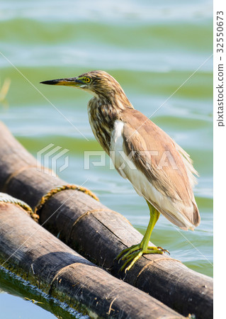 Chinese Pond Heron Ardeola bacchus. Chinese Pond Heron Ardeola bacchus. 32550673