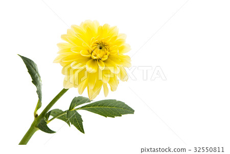 Beautiful dahlia 32550811