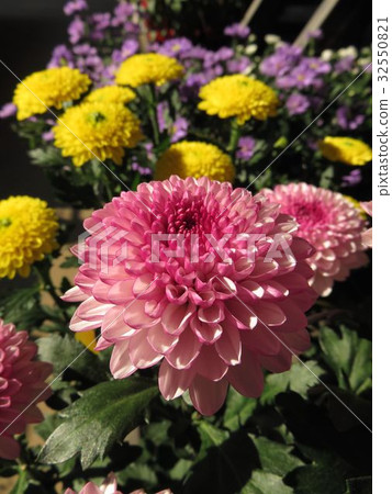 鍋媽媽 鍋媽媽 32550821