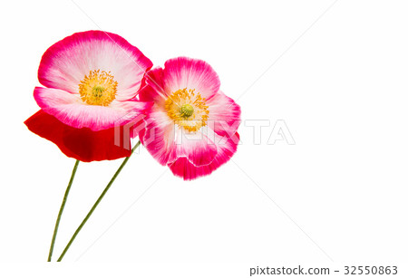 Beautiful poppy isolated 32550863