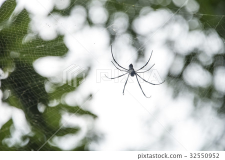 蜘蛛網 32550952
