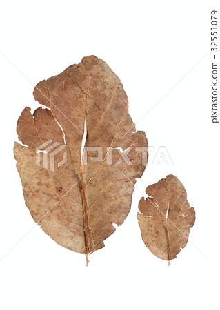 Dried leaves on white background Dried leaves on white background 32551079
