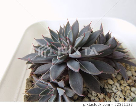 多汁植物Rusby 多汁植物Rusby 32551182