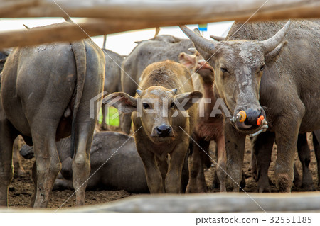 Sea Buffaloes Sea Buffaloes 32551185