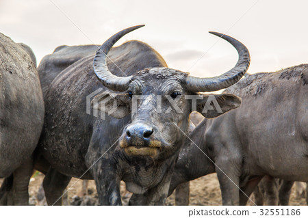 Sea Buffaloes Sea Buffaloes 32551186