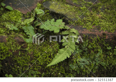 Forest trail Forest trail 32551387