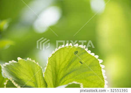 Forest trail 32551391