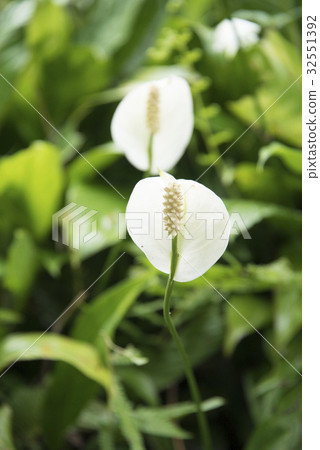 白鶴芋 白鶴芋 32551392