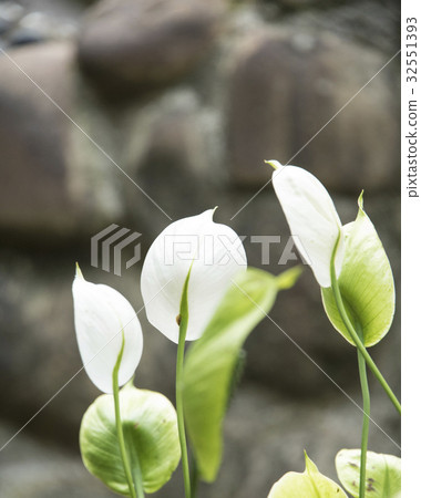 白鶴芋 白鶴芋 32551393
