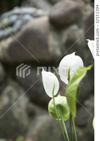 白鶴芋 白鶴芋 32551394