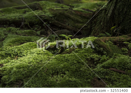 森林小徑 32551400